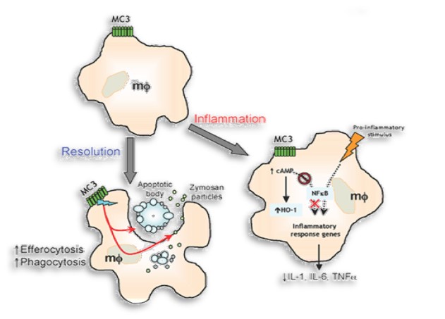 Macrophage - MC3r